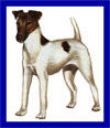 Click here for more detailed Toy Fox Terrier breed information and available puppies, studs dogs, clubs and forums